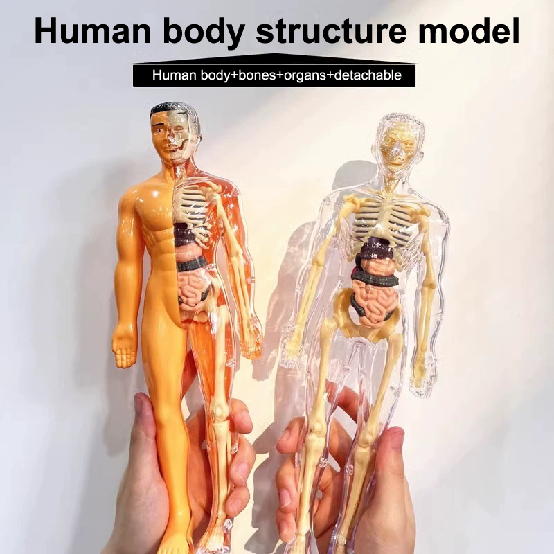 3d esqueleto humano anatomia d - Model Kit Fantasy avaliação e preço