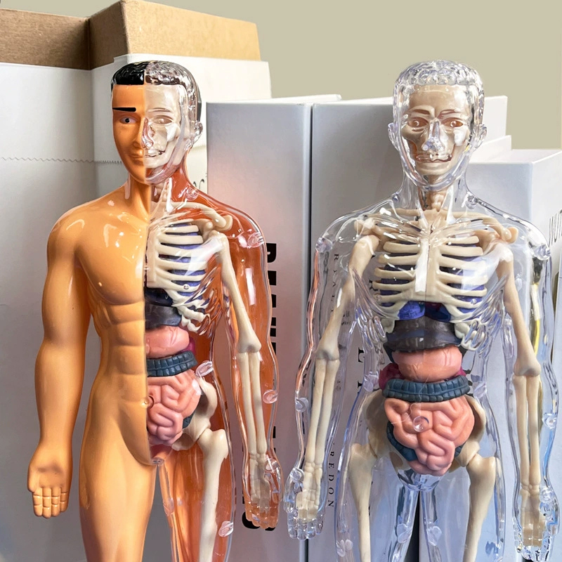 3d esqueleto humano anatomia d - Model Kit Fantasy avaliação e preço