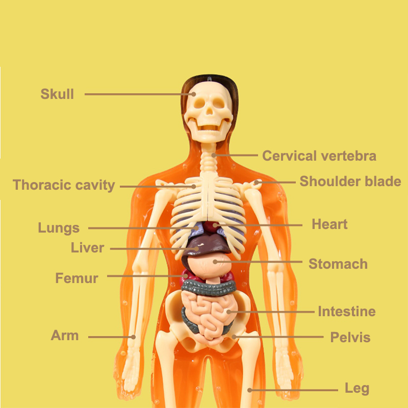 3d esqueleto humano anatomia d - Model Kit Fantasy avaliação e preço